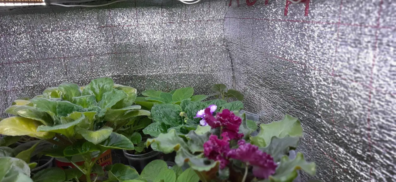 Продам цветы дешево, фотография 8