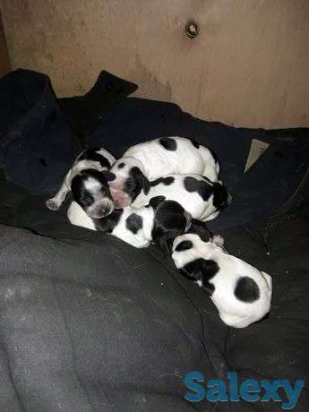 Щенки Спаниеля, фотография 1