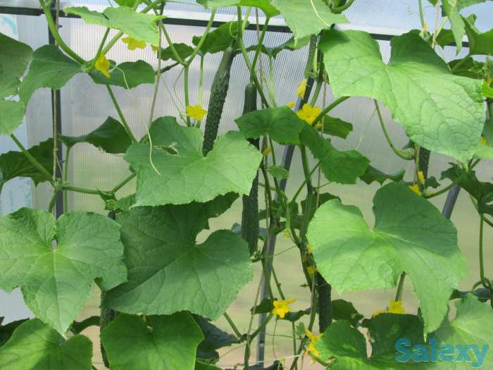 Дом, с.Сосновый Бор Клановая 16, фотография 11