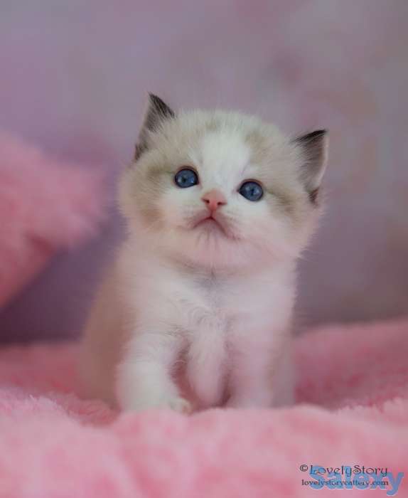 Великолепные котята породы Рэгдолл, фотография 1