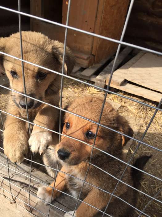 Собаки из приюта  свет надежды, фотография 3