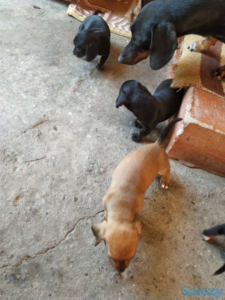 Продаются щенки стандартной гладкошерстной таксы, фотография 4