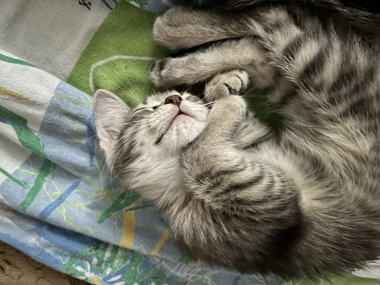 Котенок 2 месяца в добрые руки, фотография 2