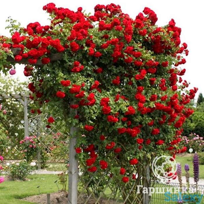 Роза амадеус плетистая, топалович, фотография 1