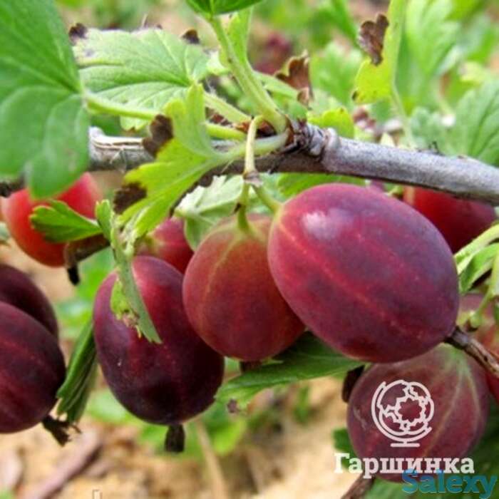 Крыжовник Консул, фотография 1