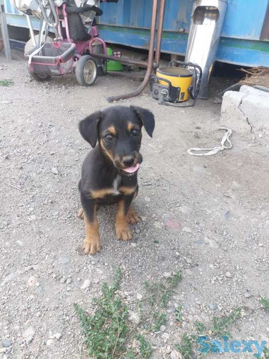 Отдам щенков в добрые руки!, фотография 1