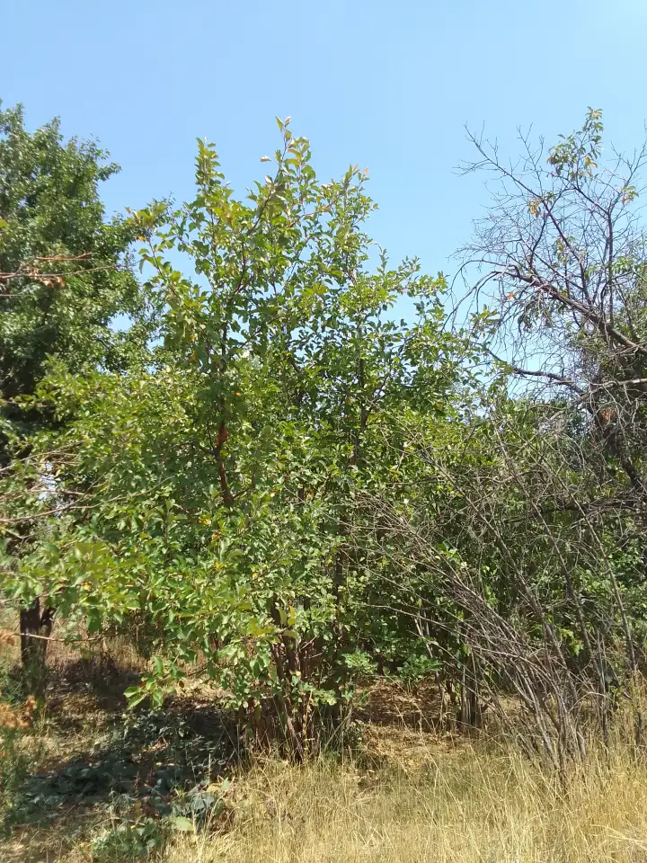 Продам, Алтын орда, фотография 1