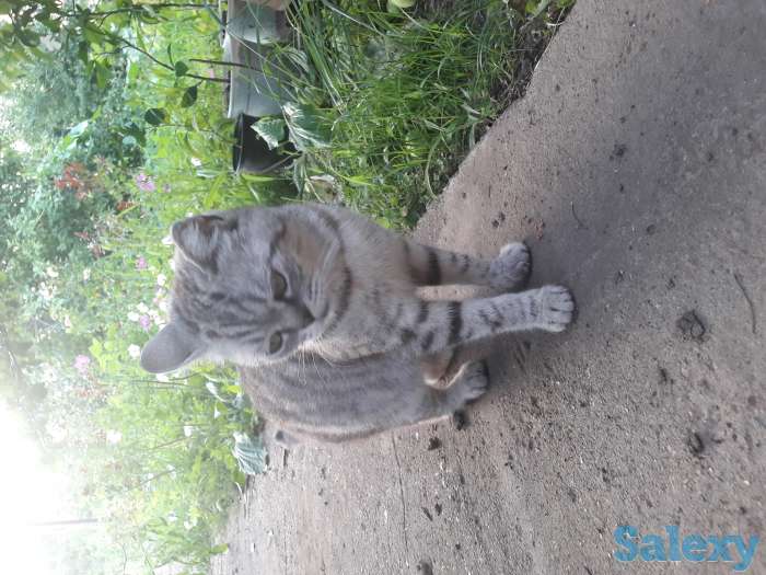 В добрые руки, фотография 1