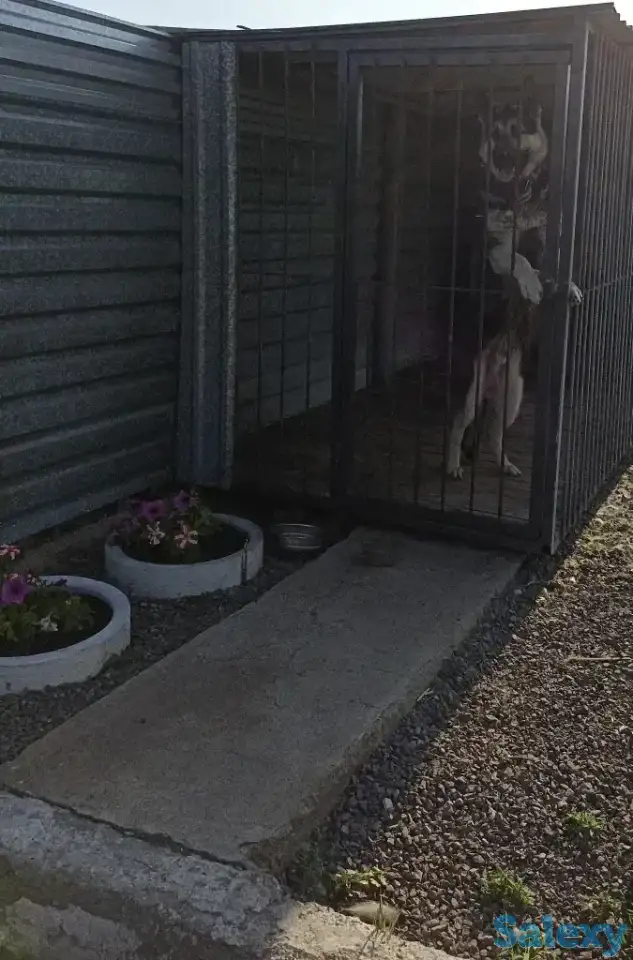 продам Восточно Европейского кабеля 2.5 г, фотография 4