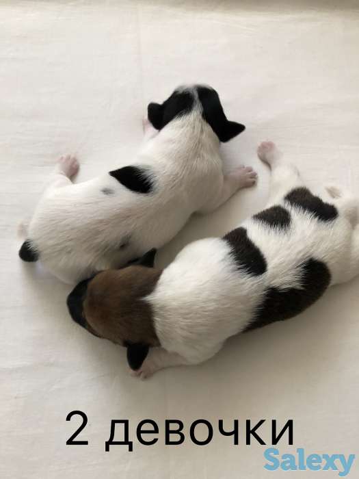 Щенки Джер Рассел Терьер, фотография 6