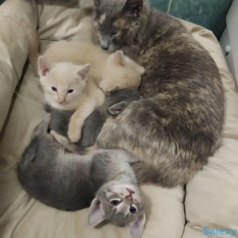 Отдам котят в добрые руки, фотография 2