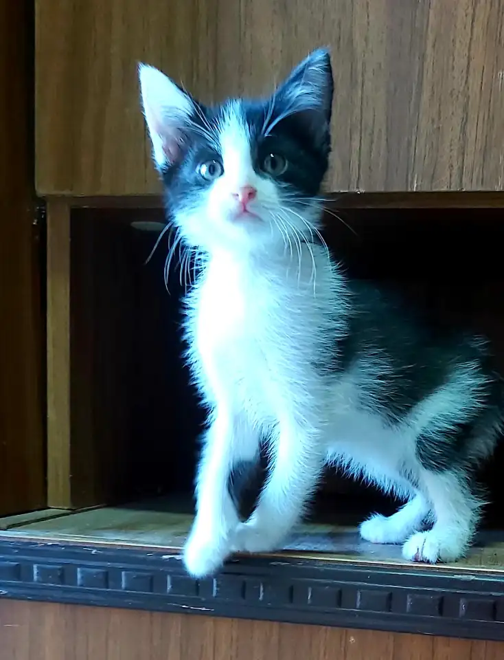 Отдам мальчика в самые надёжные руки, фотография 1