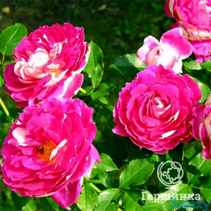 Роза раффлс пассион, интерплант, фотография 1