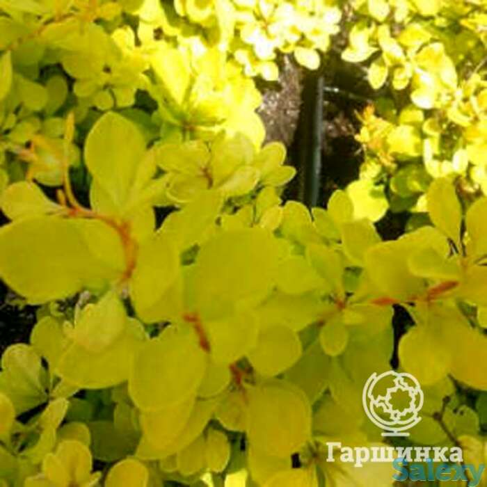 Барбарис эвита, фотография 1