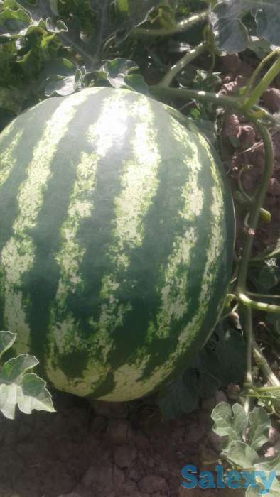 Арбузы! Оптом! С поля!, фотография 1