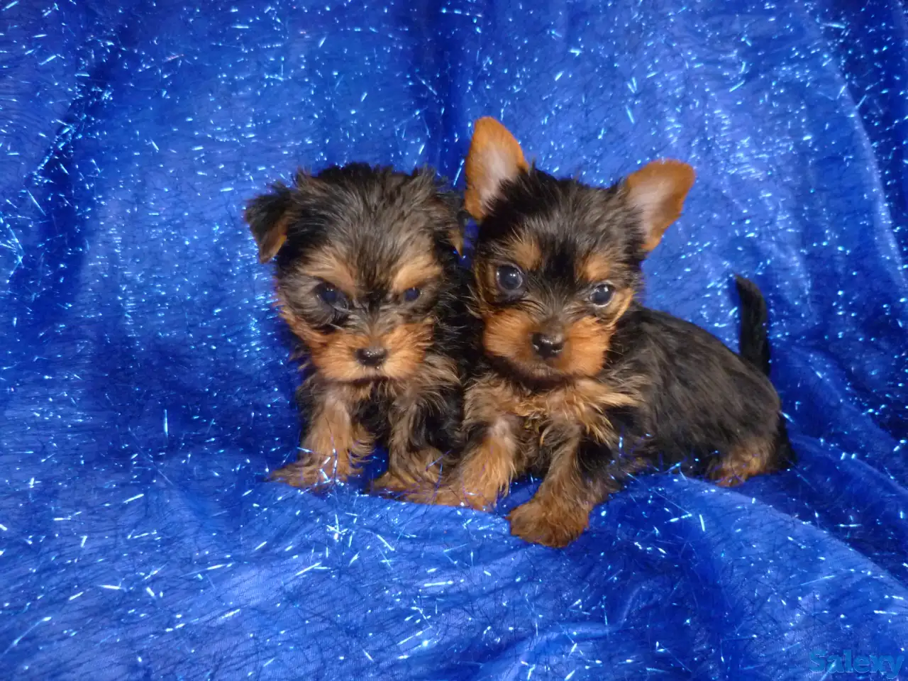 Щенки йоркширского терьера, фотография 2