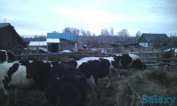 Молочные коровы, фотография 4