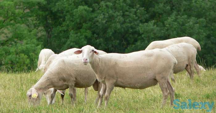 Племенные овцы Лакон (скот из Европы класса Элита и Элита Рекорд), фотография 6