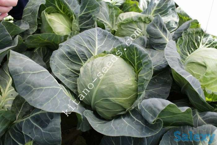 Семена ранней капусты КАНАЯМА F1, KITANO SEEDS, фотография 1