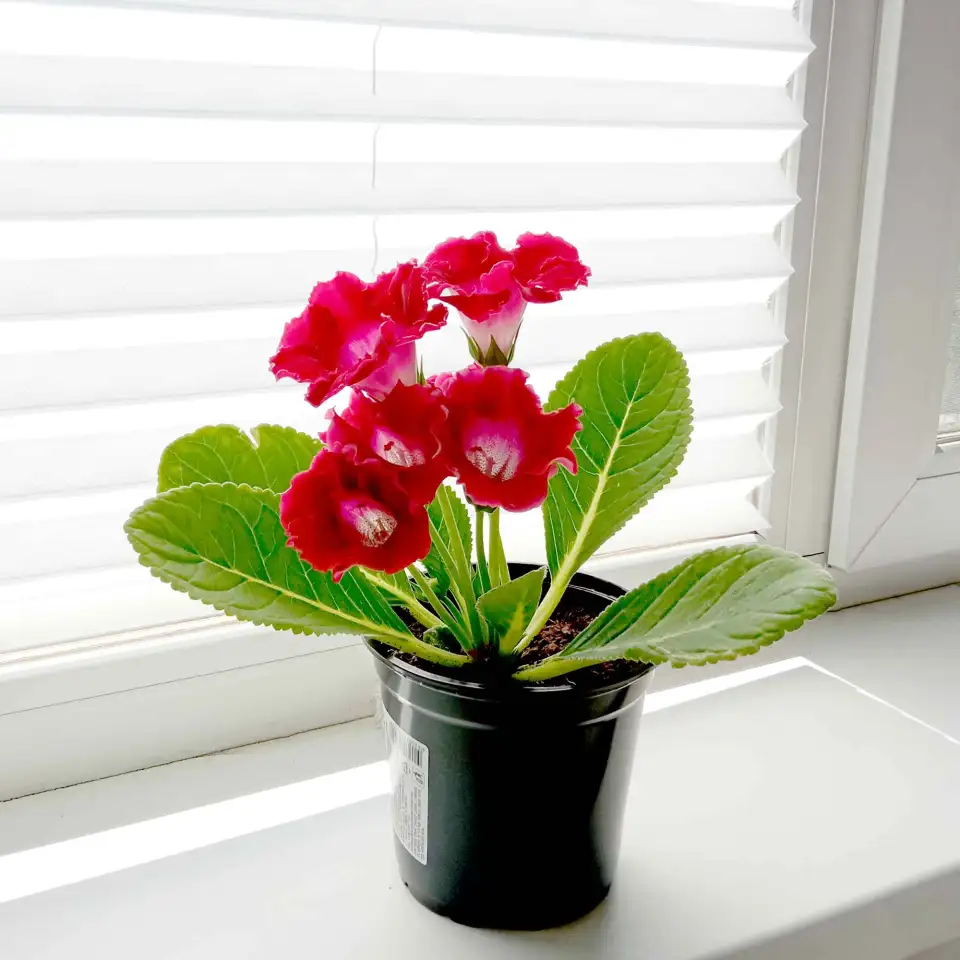 Глоксинии. Комнатные цветы., фотография 3