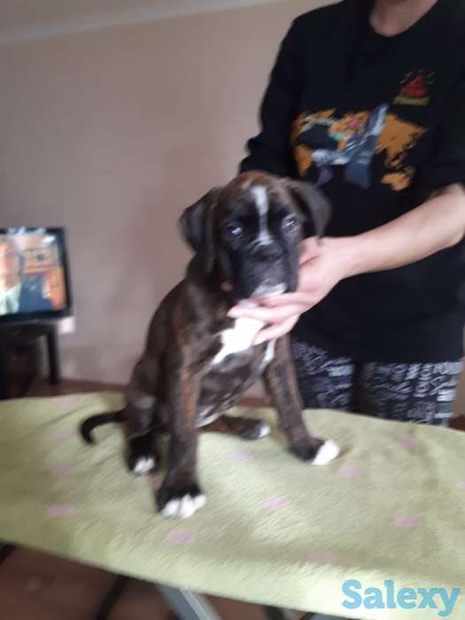 Щенки Немецкого Боксера, фотография 2