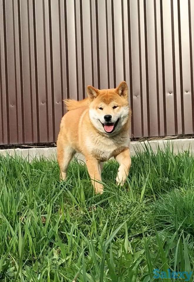Собака Шиба-ину, фотография 4