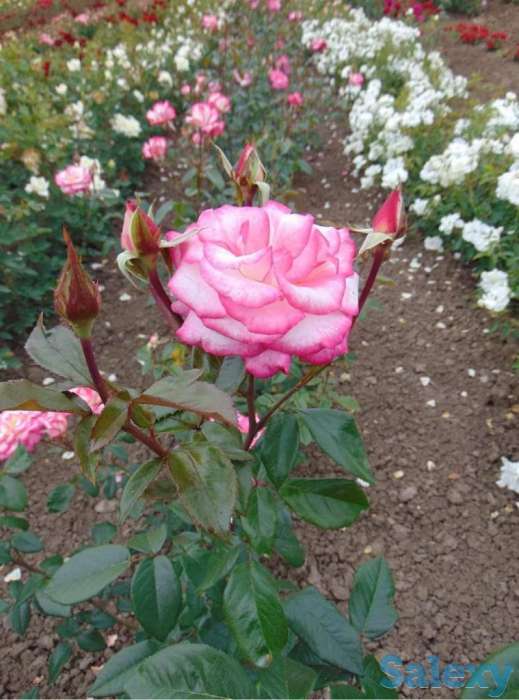 Саженец розы вьющейся и плетистой Сербия, фотография 8