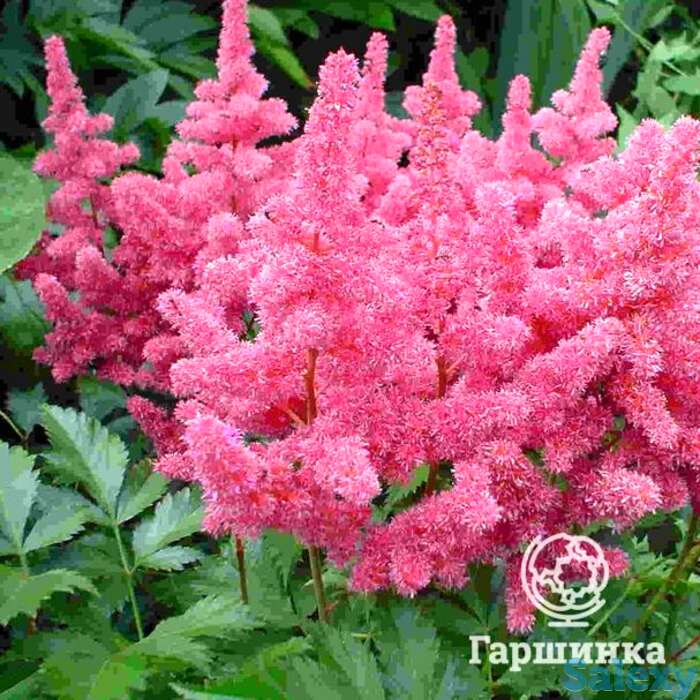 Астильба арендса Глория Пурпуреа, фотография 1