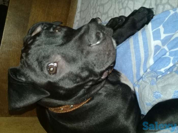 Срочно продам щеночка стафорда, фотография 2