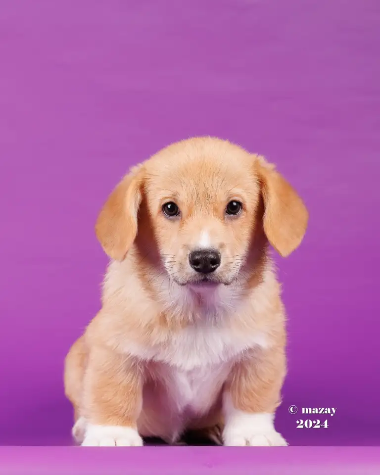 Щенки Вельш Корги Пемброк, фотография 3