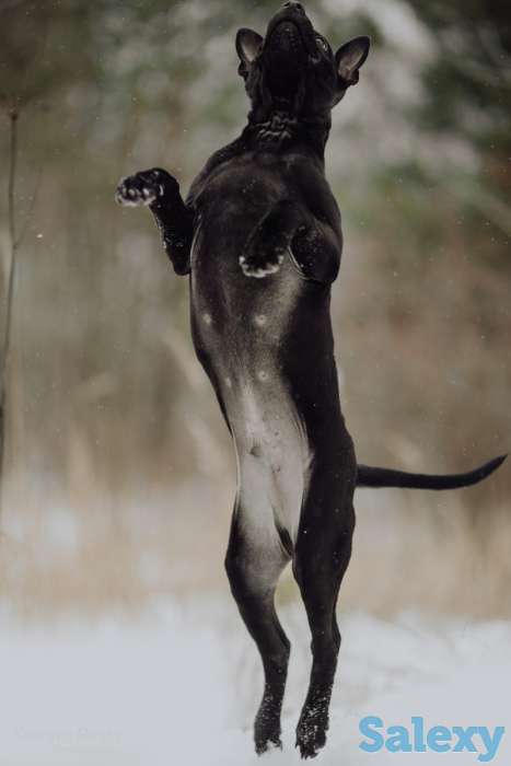 Щенки Тайского риджбека, фотография 8