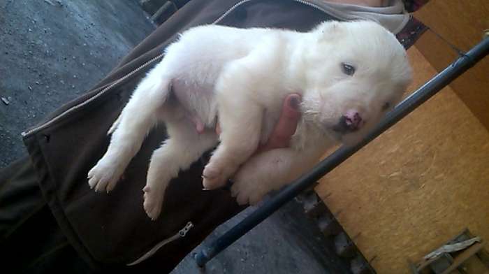 Чистокровный Алабаичики красивые и ухоженные, фотография 1