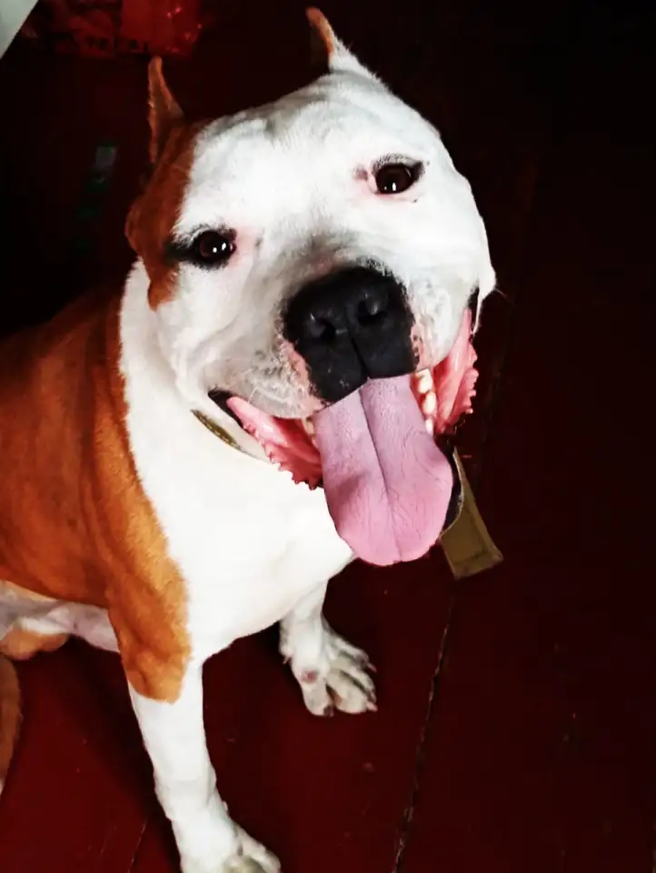 Буч, фотография 1