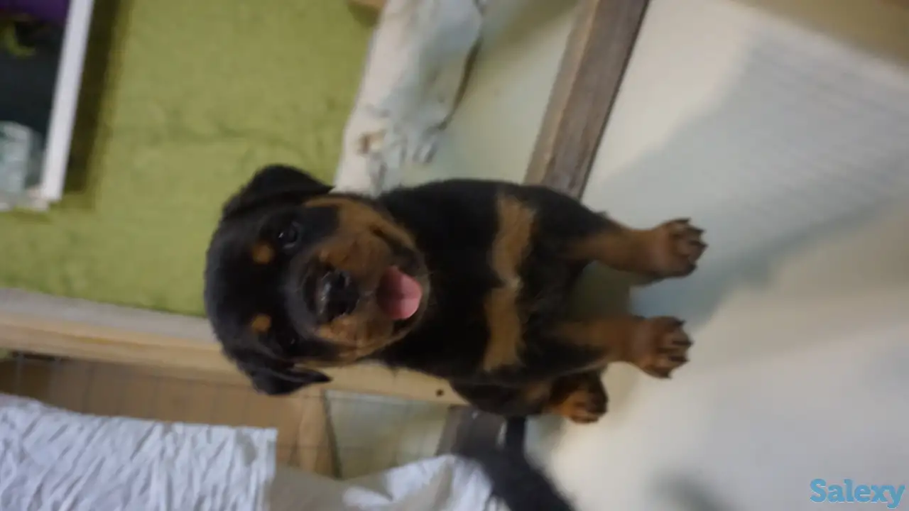 Продам, фотография 2