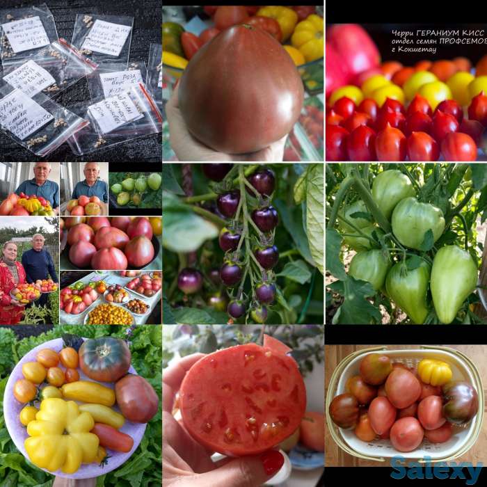 Семена Кокшетау, фотография 11