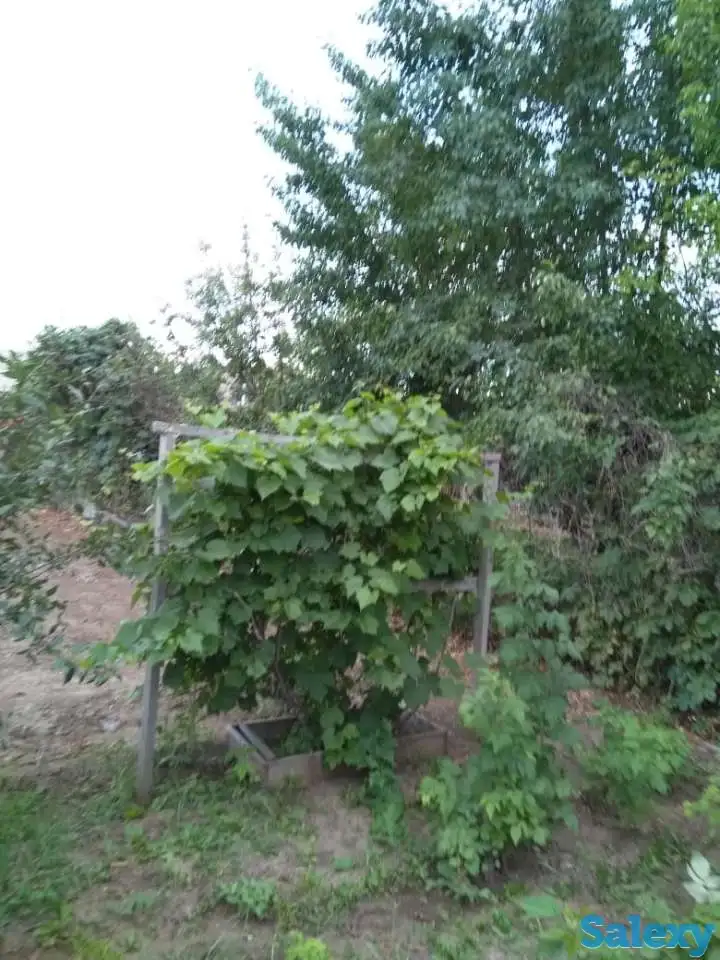 Срочно продам дачу, АЗФ 5, фотография 5