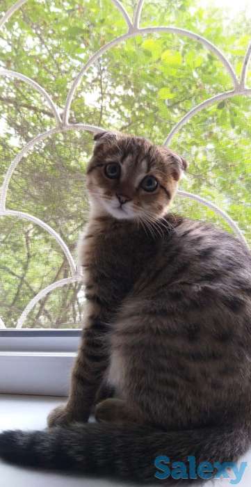 продам веслоуху  5 мес., фотография 4