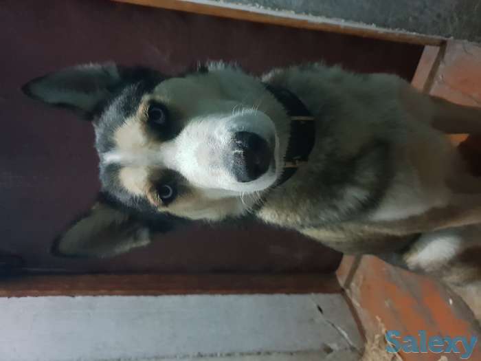 Пропала Хаска, фотография 4