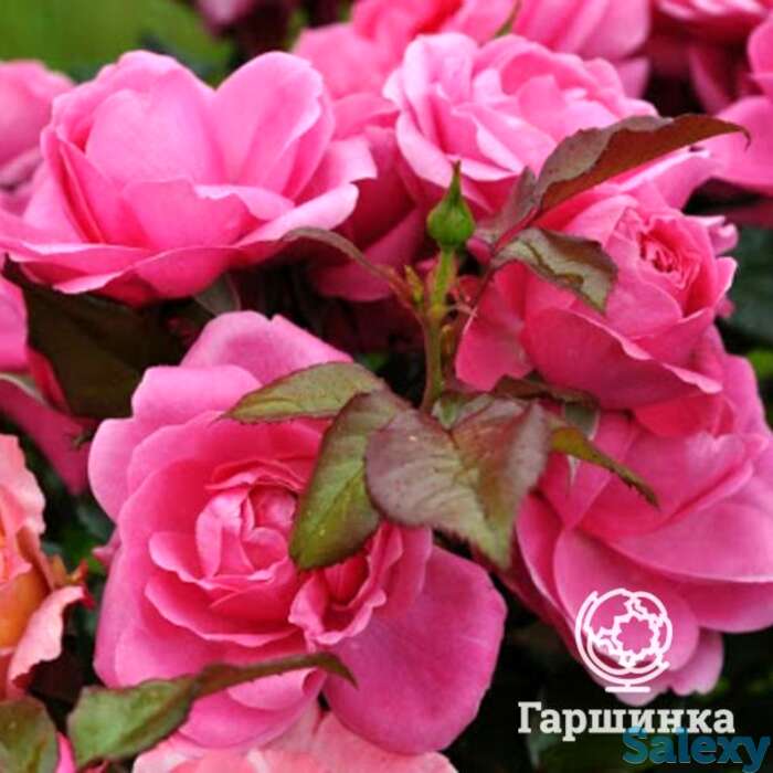 Роза барлебург флорибунда, топалович, фотография 1