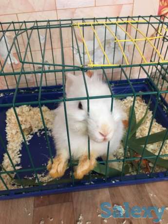 Продаю декоративный кролик, девочка 5месяцев, кличка Джуди, фотография 1