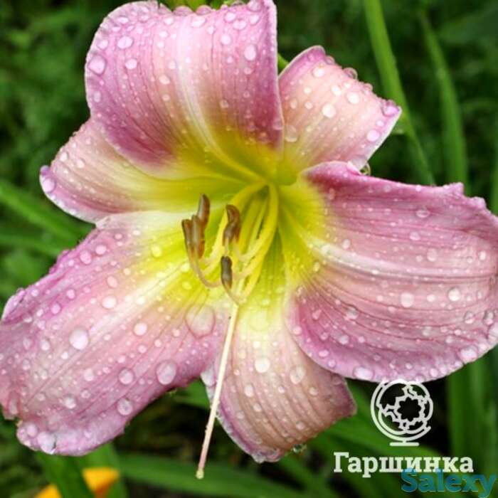 Лилейник Катерина Вудбери, фотография 1