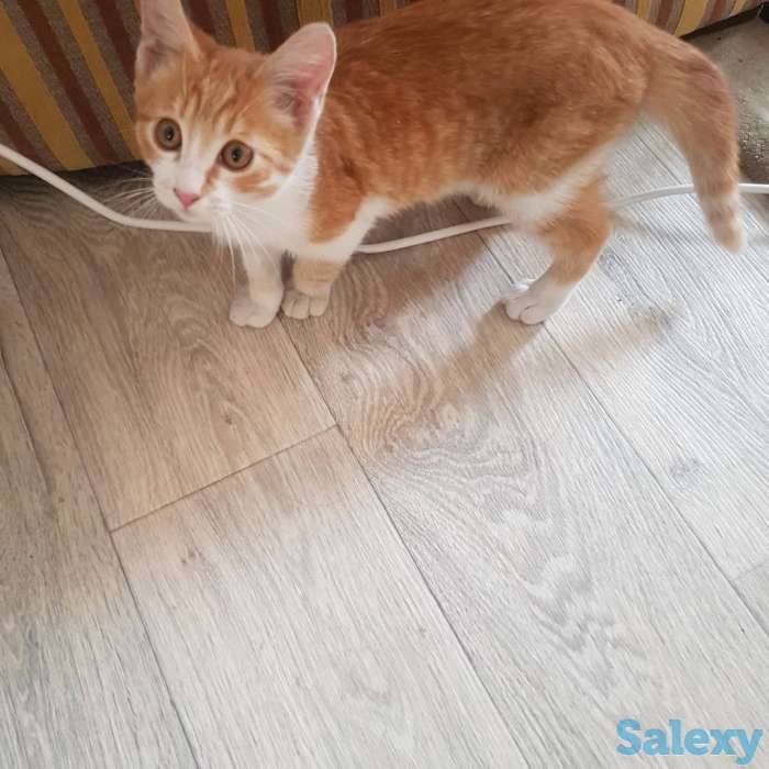 Подарю котенка львенка, фотография 6