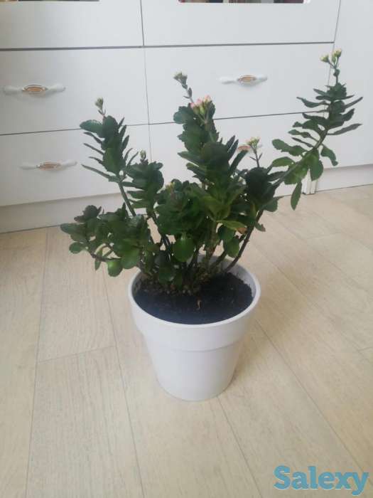 Продажа  комнатные цветы, фотография 1