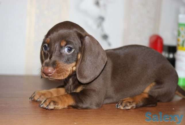 Ищу щенков таксы  Алматы, фотография 4