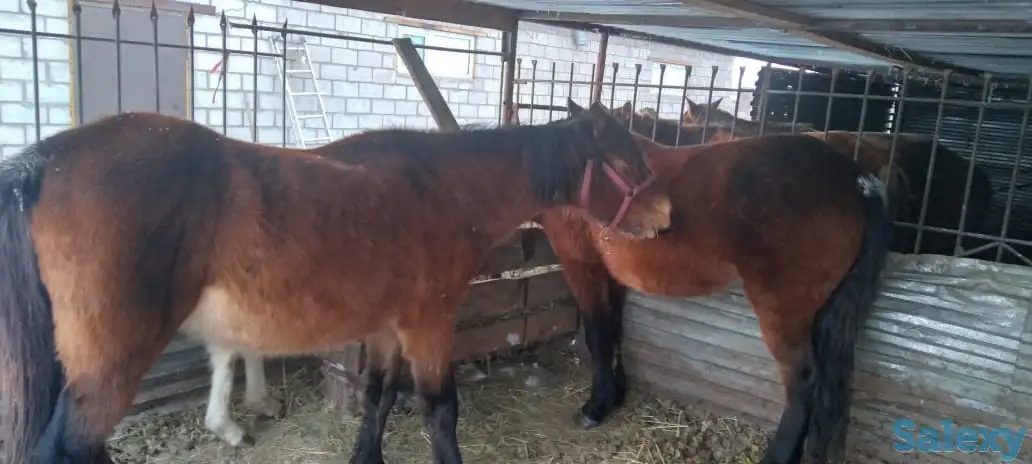 Продам лошадей, фотография 2