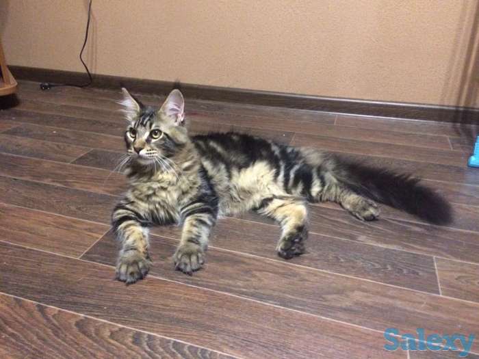 Котята MAINE COON, фотография 4