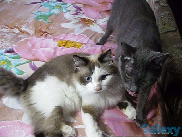 !!! Нужно спасать котов !!!, фотография 5