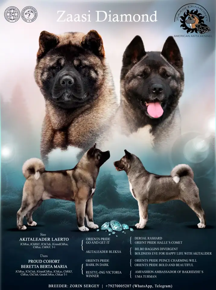 Продается щенок Американской Акиты, фотография 3