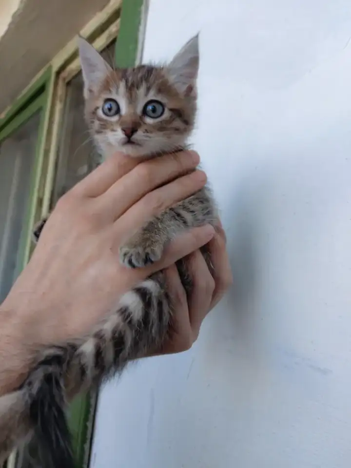 Котята Бармалейки 2 мес., фотография 2