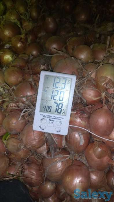 Продажа репчатого лука в больших объемах, урожай 2019 года, сортов «бурса- F1» и «братко F1», фотография 3